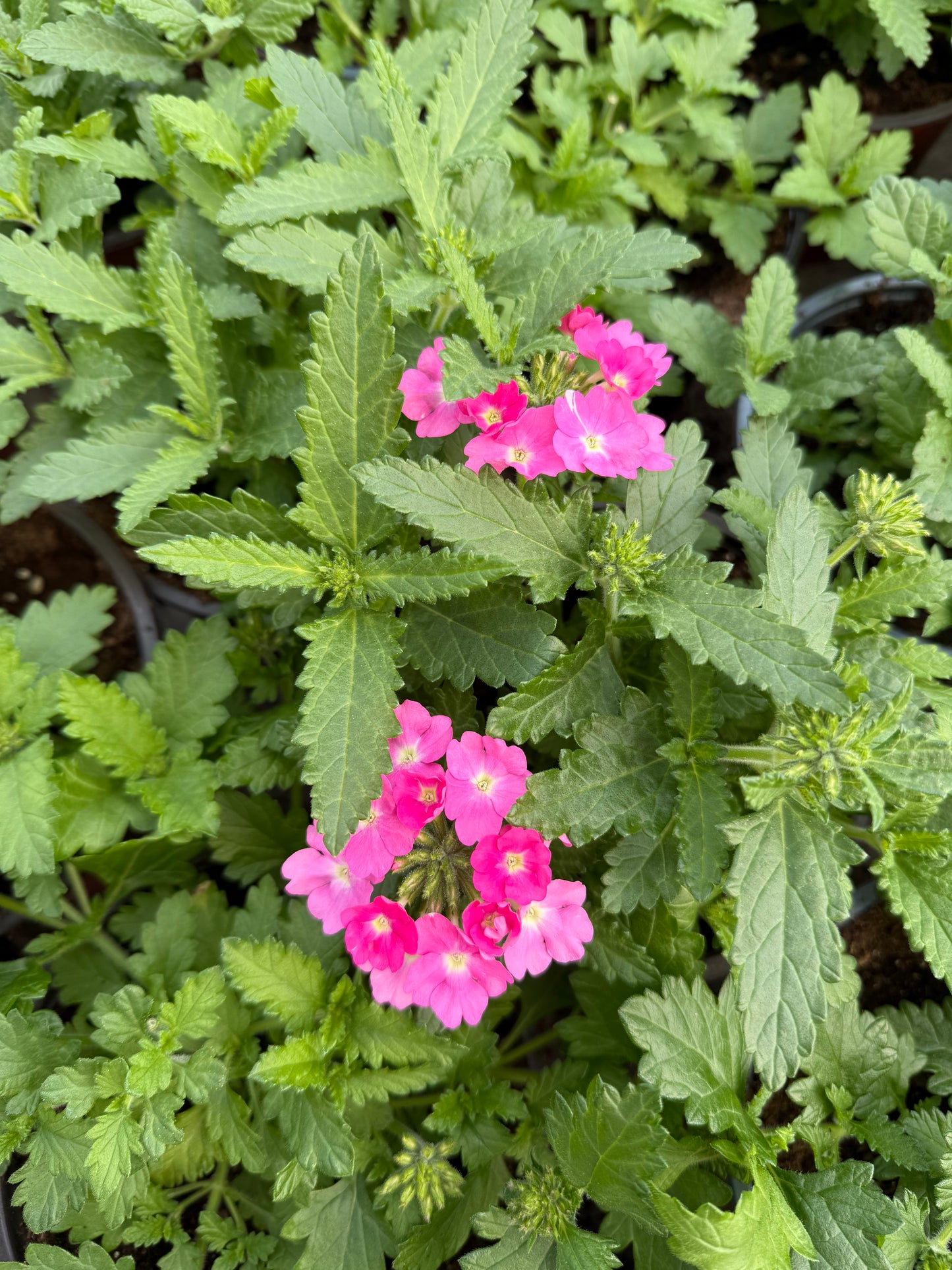 Svyranti Verbena (Verbena Empress Sun)