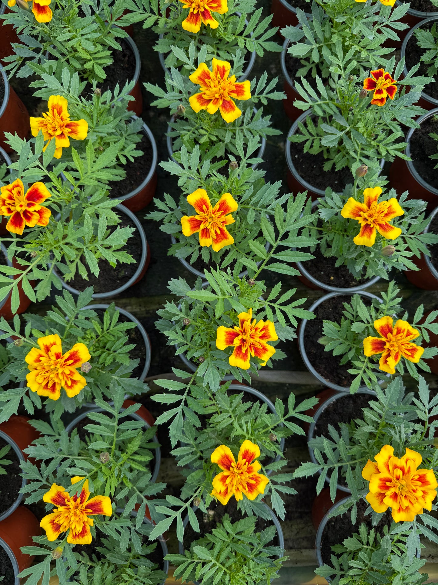Mažasis Gvazdikinis Serentis (Tagetes)