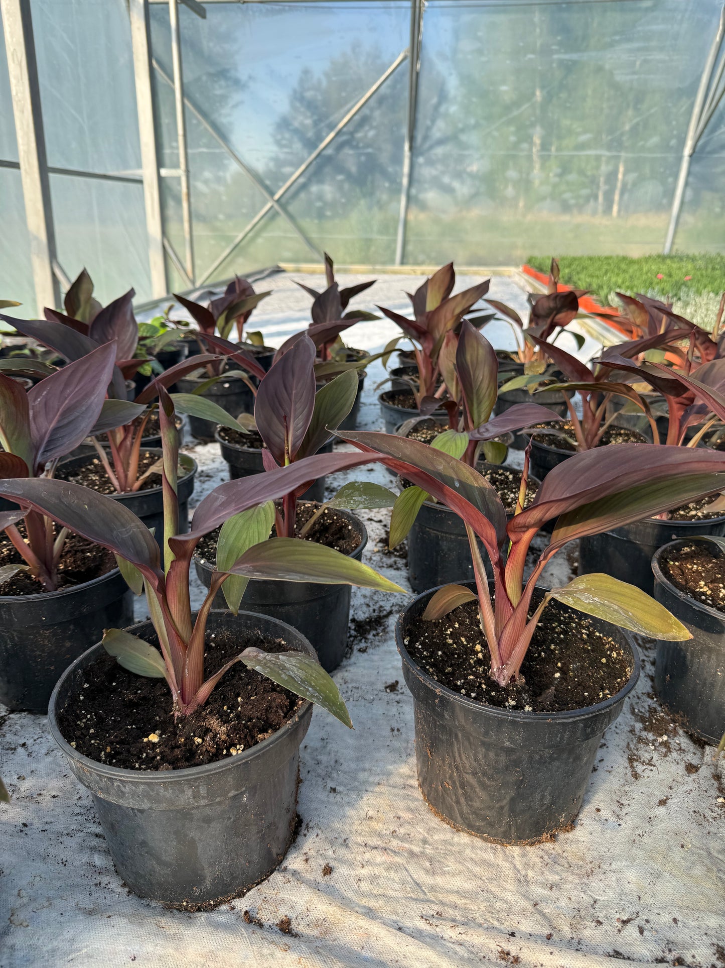 Kana (Canna)