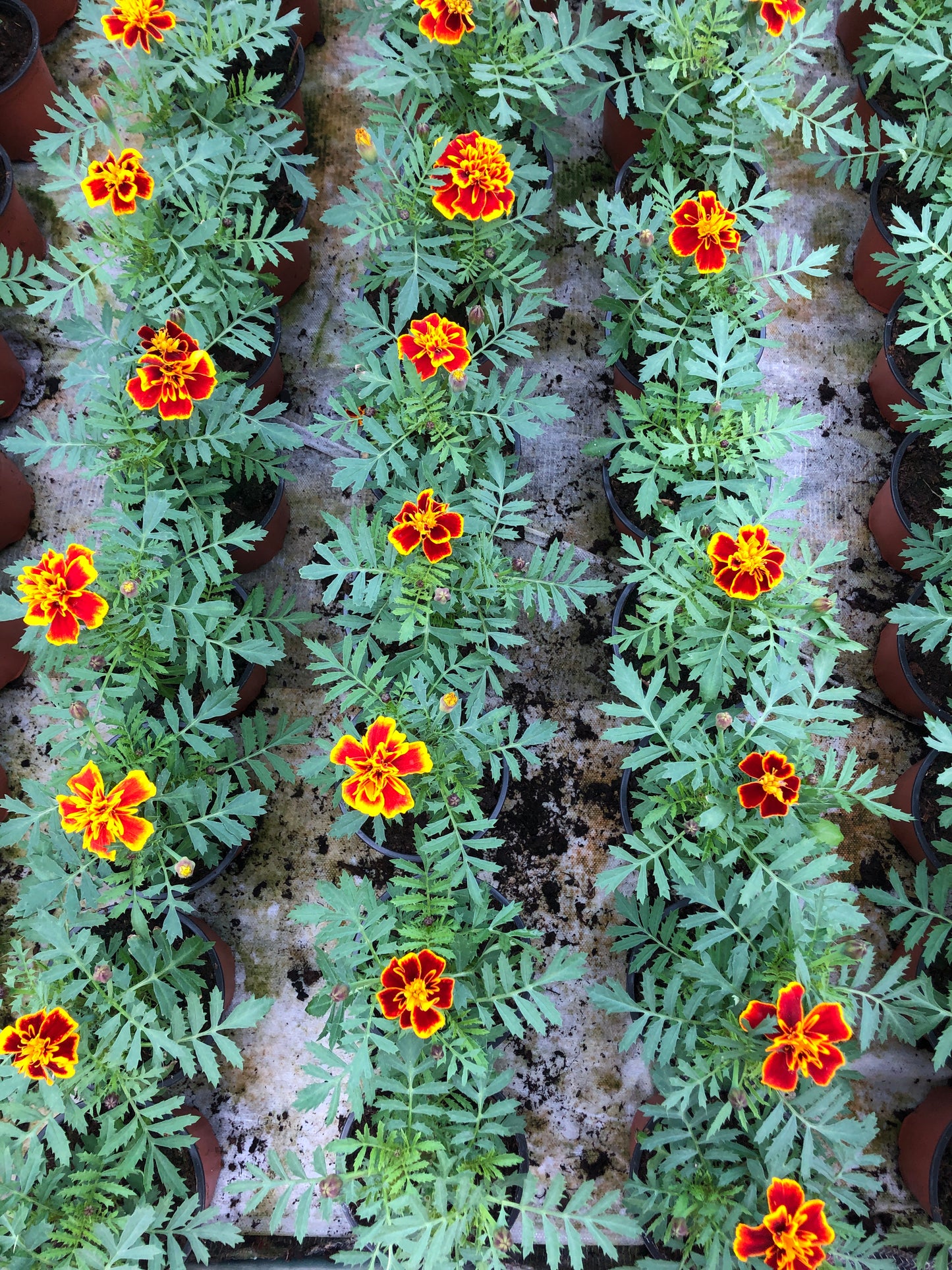 Mažasis Gvazdikinis Serentis (Tagetes)