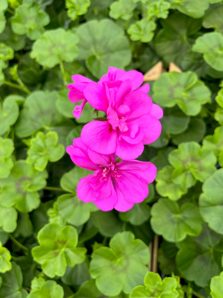 Svyranti Palergonija (Pelargonium Peltatum)
