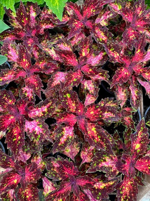 Karališkasis Margenis (Coleus)