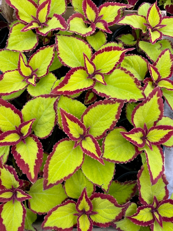 Karališkasis Margenis (Coleus)