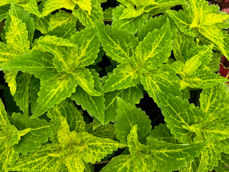 Karališkasis Margenis (Coleus)