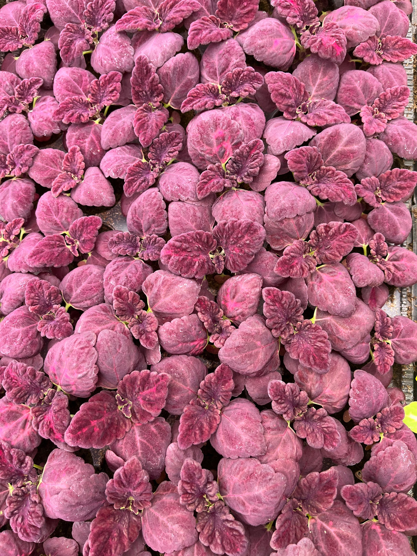Daržinis Margenis (Coleus Blumei Benth)