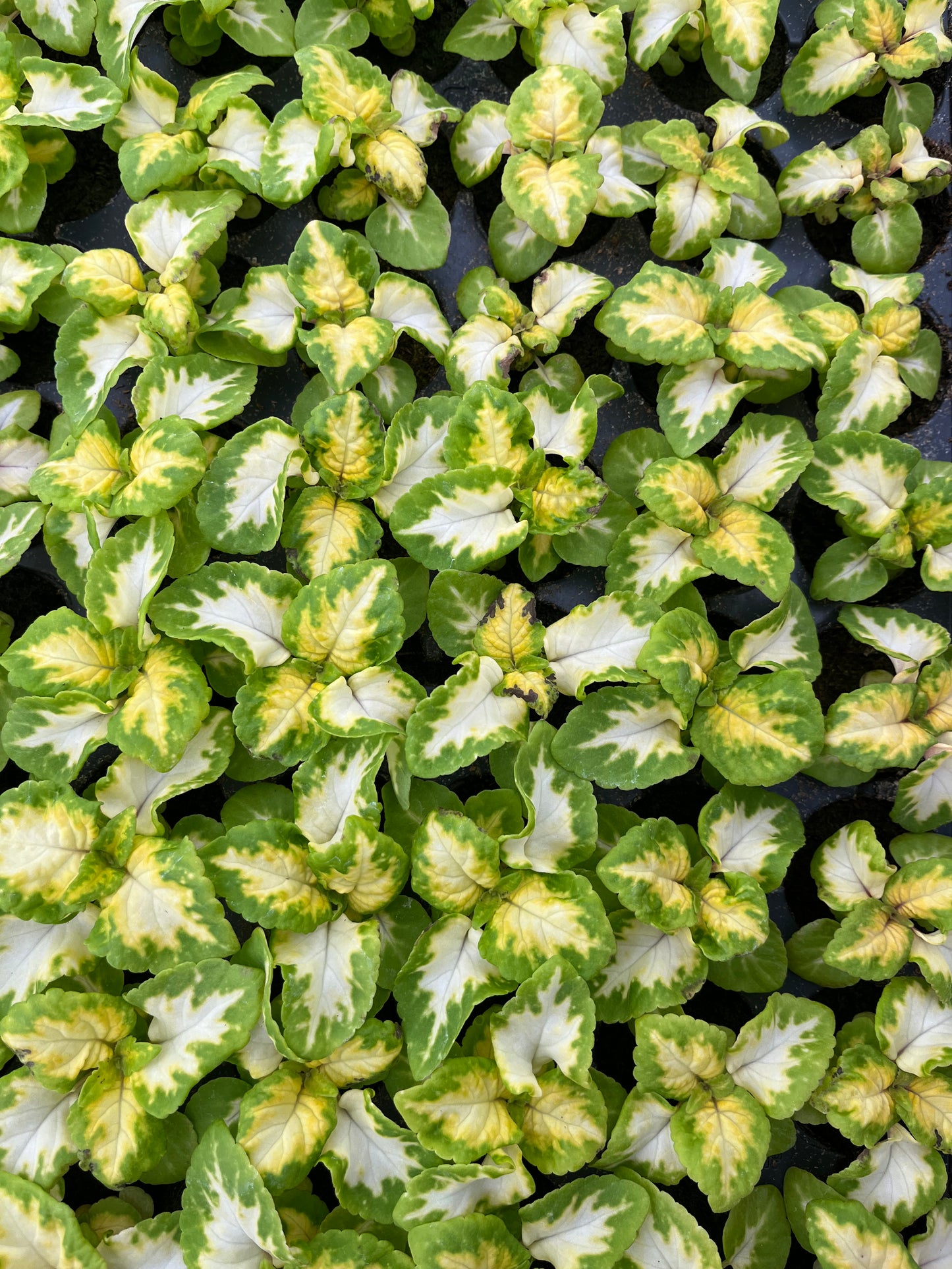 Daržinis Margenis (Coleus Blumei Benth)