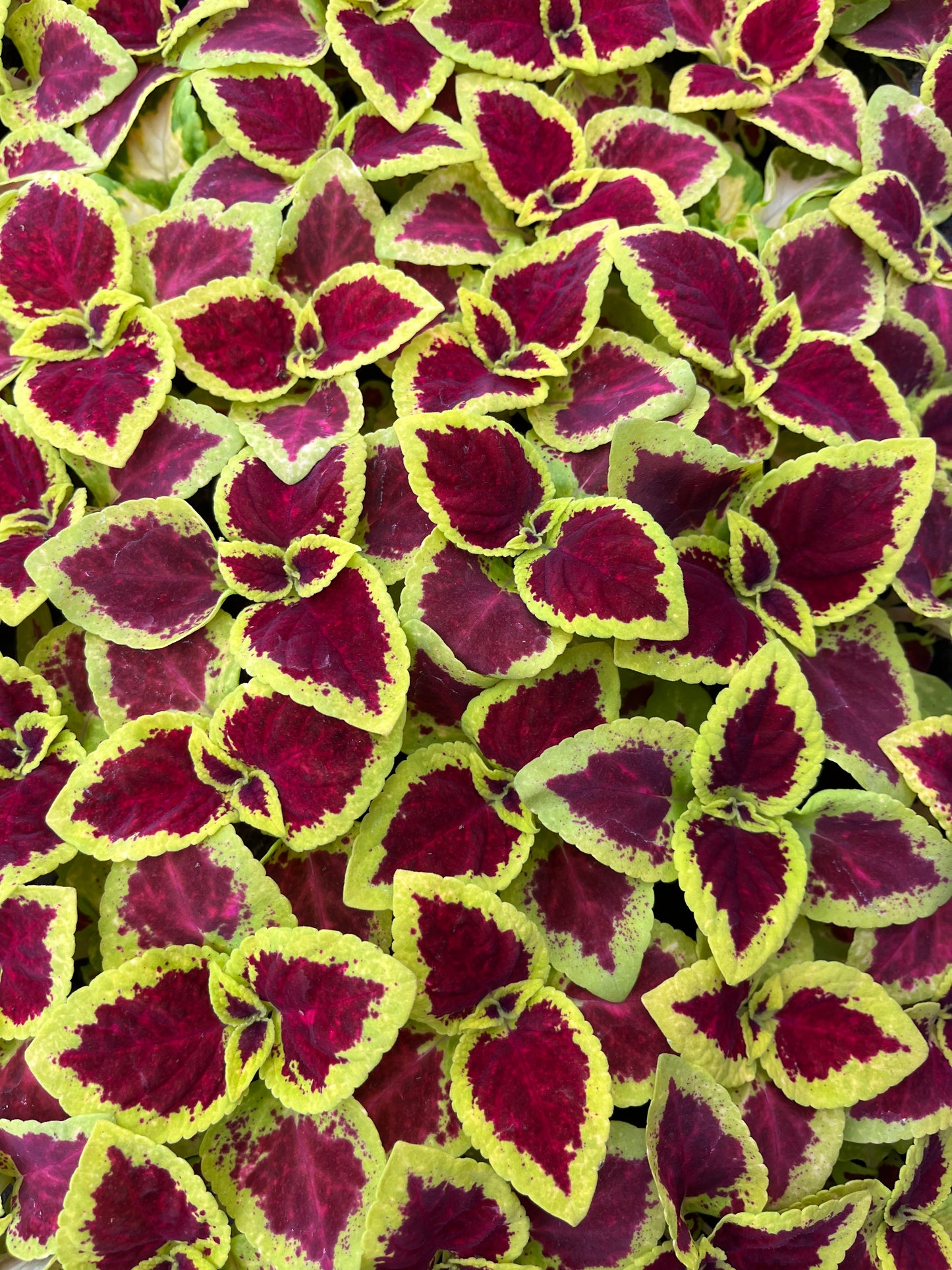Daržinis Margenis (Coleus Blumei Benth)