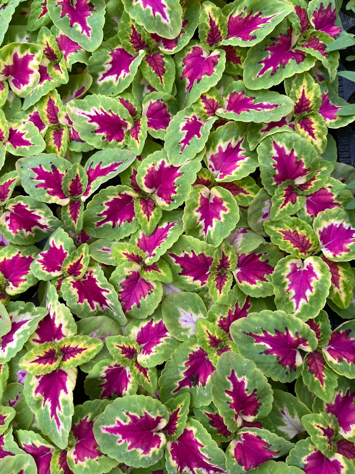 Daržinis Margenis (Coleus Blumei Benth)