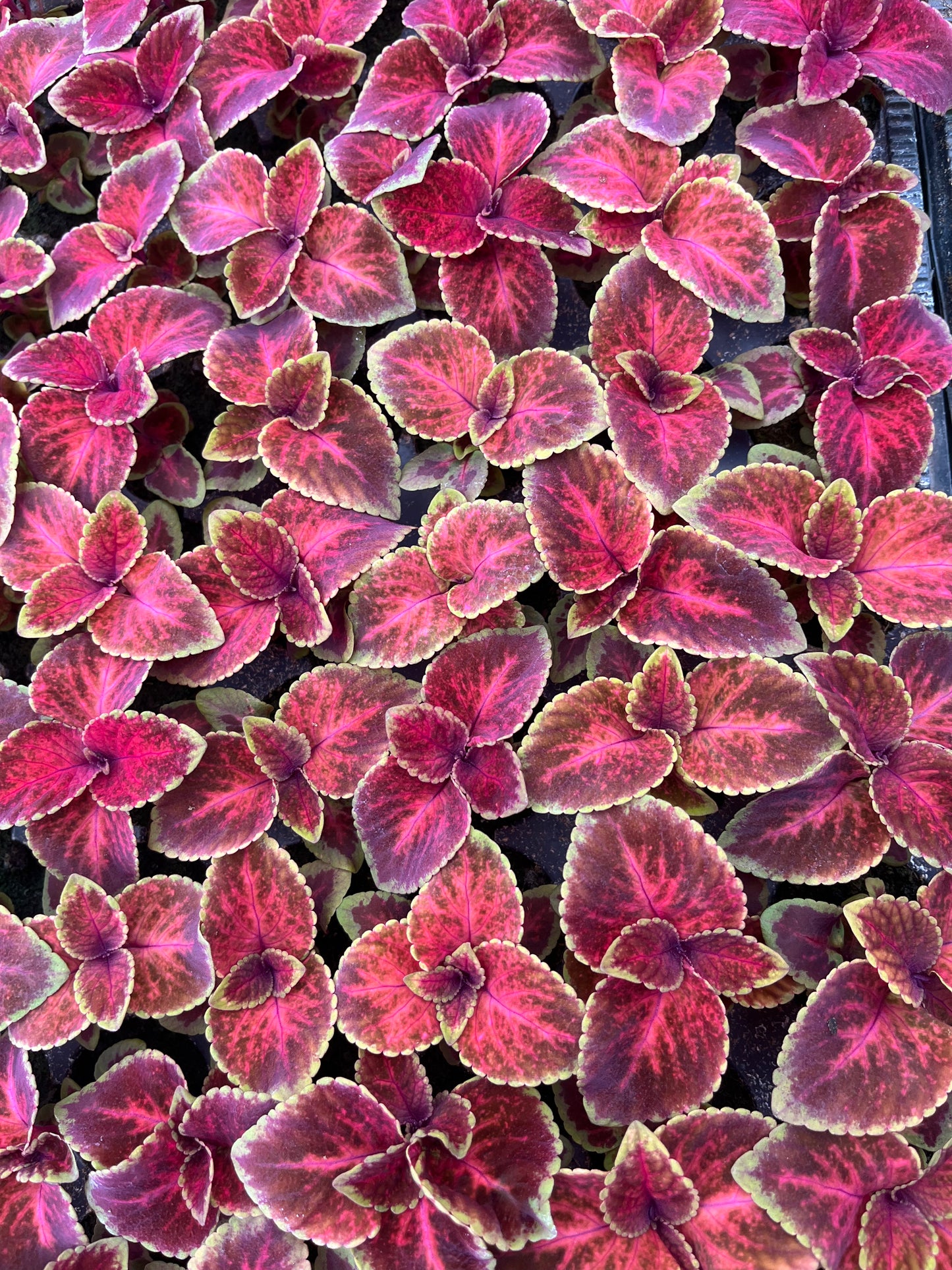 Daržinis Margenis (Coleus Blumei Benth)