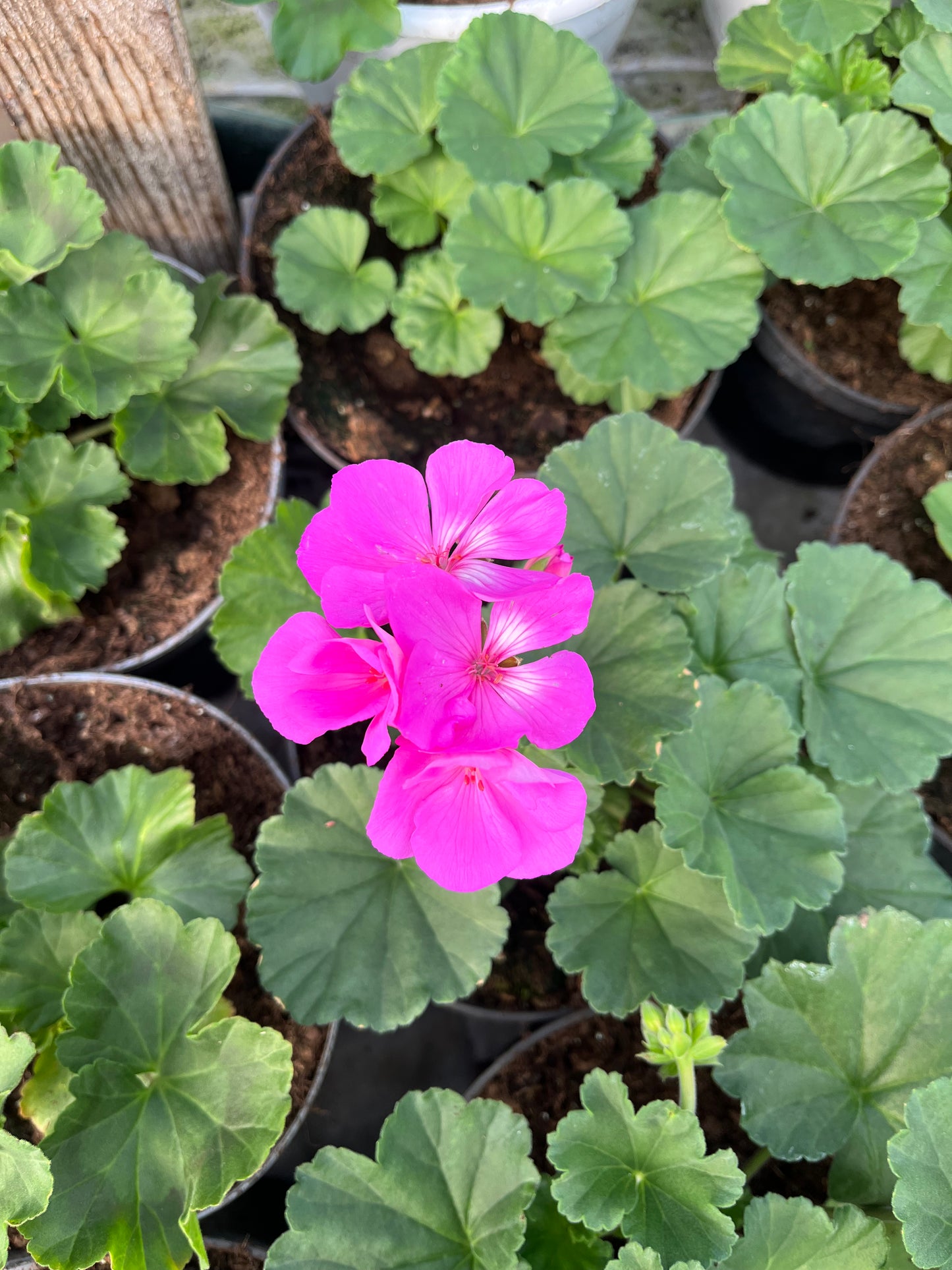 Krūminė pelargonija (Pelargonium)