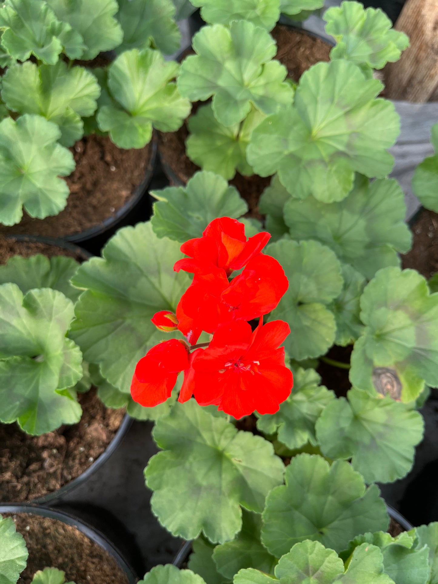 Krūminė pelargonija (Pelargonium)
