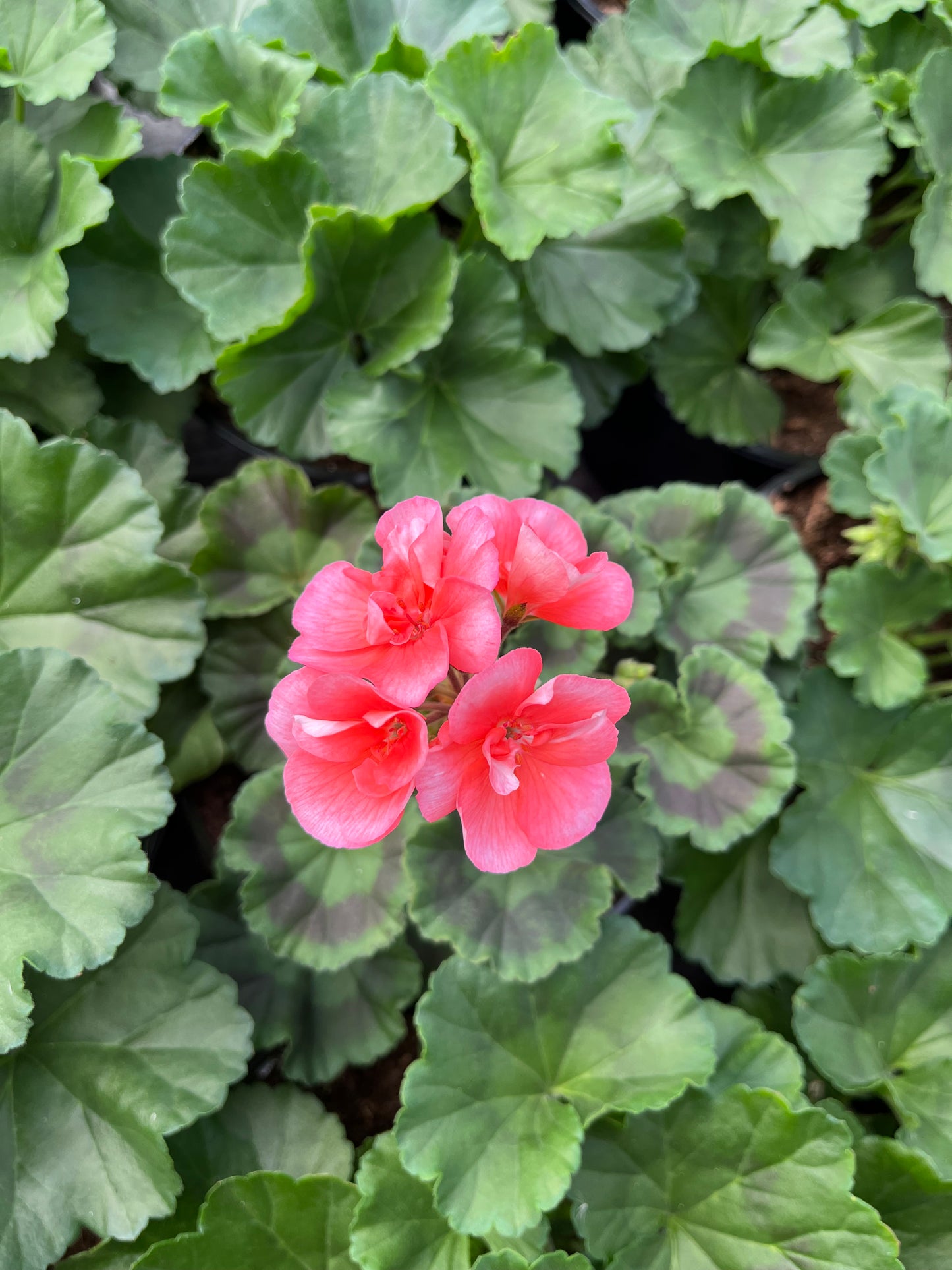 Krūminė pelargonija (Pelargonium)