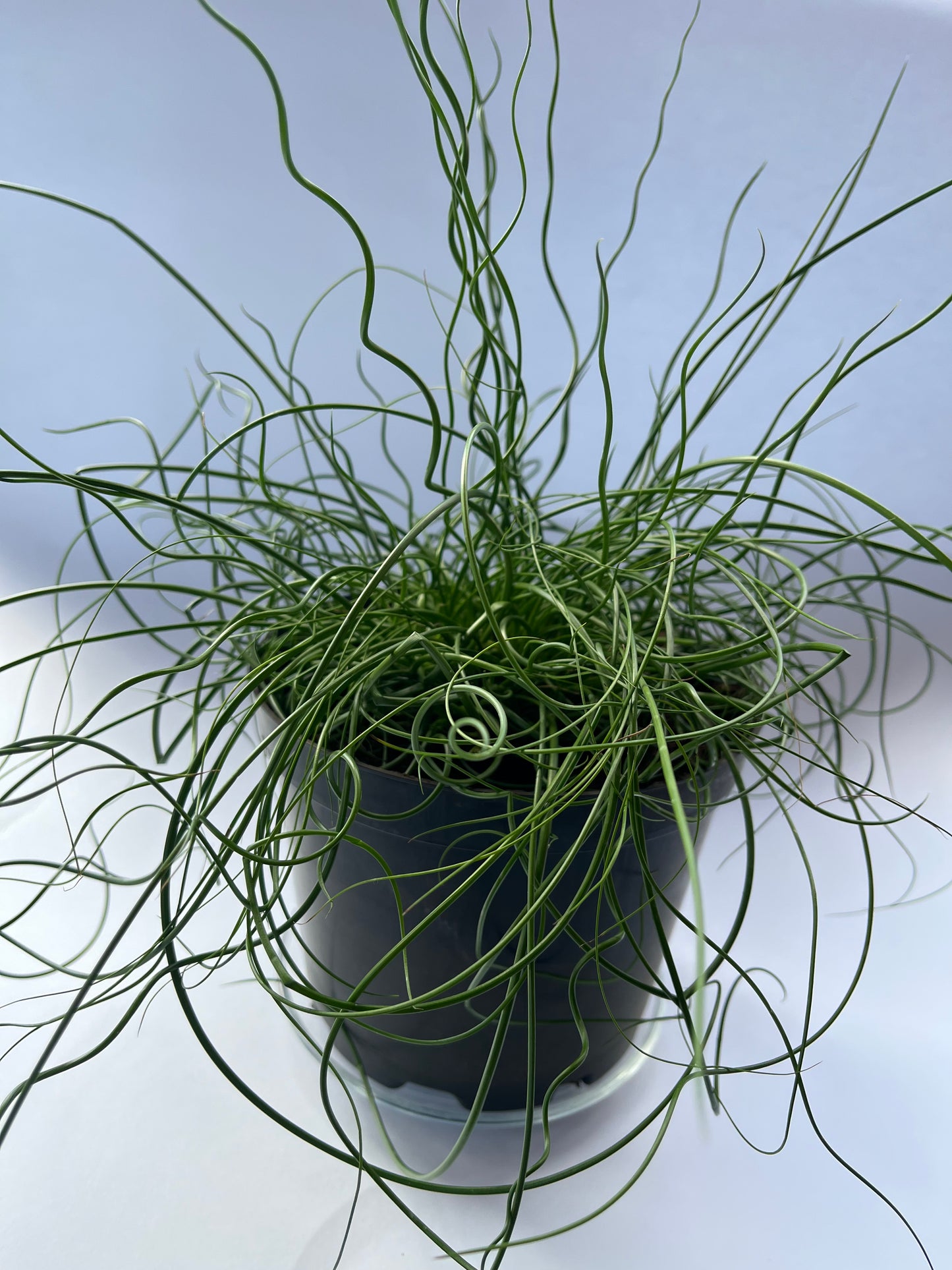 Vikšris (Juncus Effusus Spiralis)