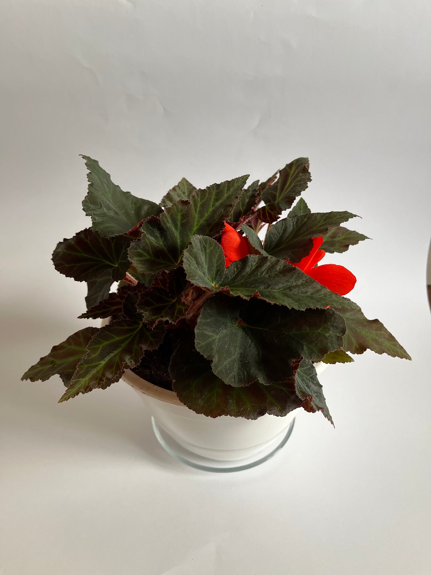 Svyranti Begonija (Begonia Pendula)