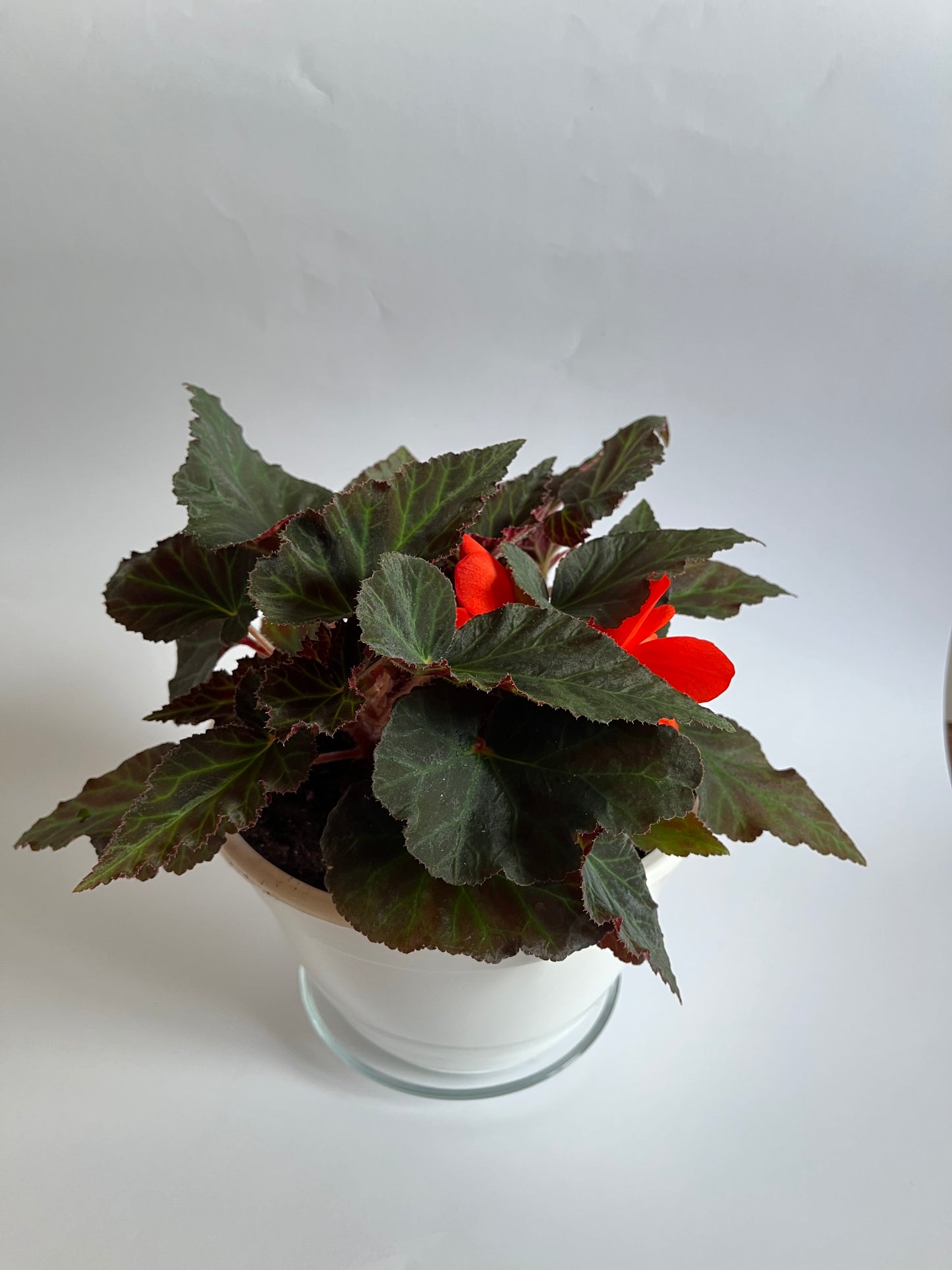 Svyranti Begonija (Begonia Pendula)