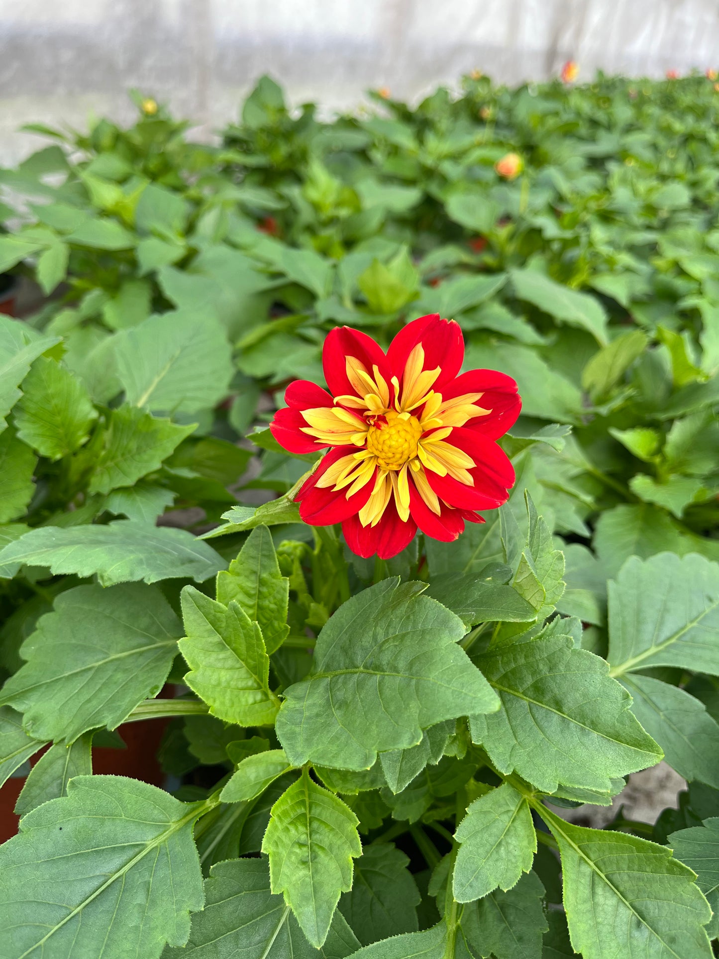 Jurginas (Dahlia Dalaya)