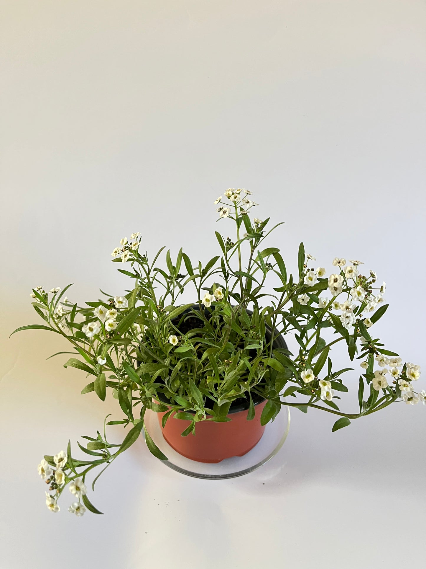 Svyrantis Medutis (Lobuliaria)