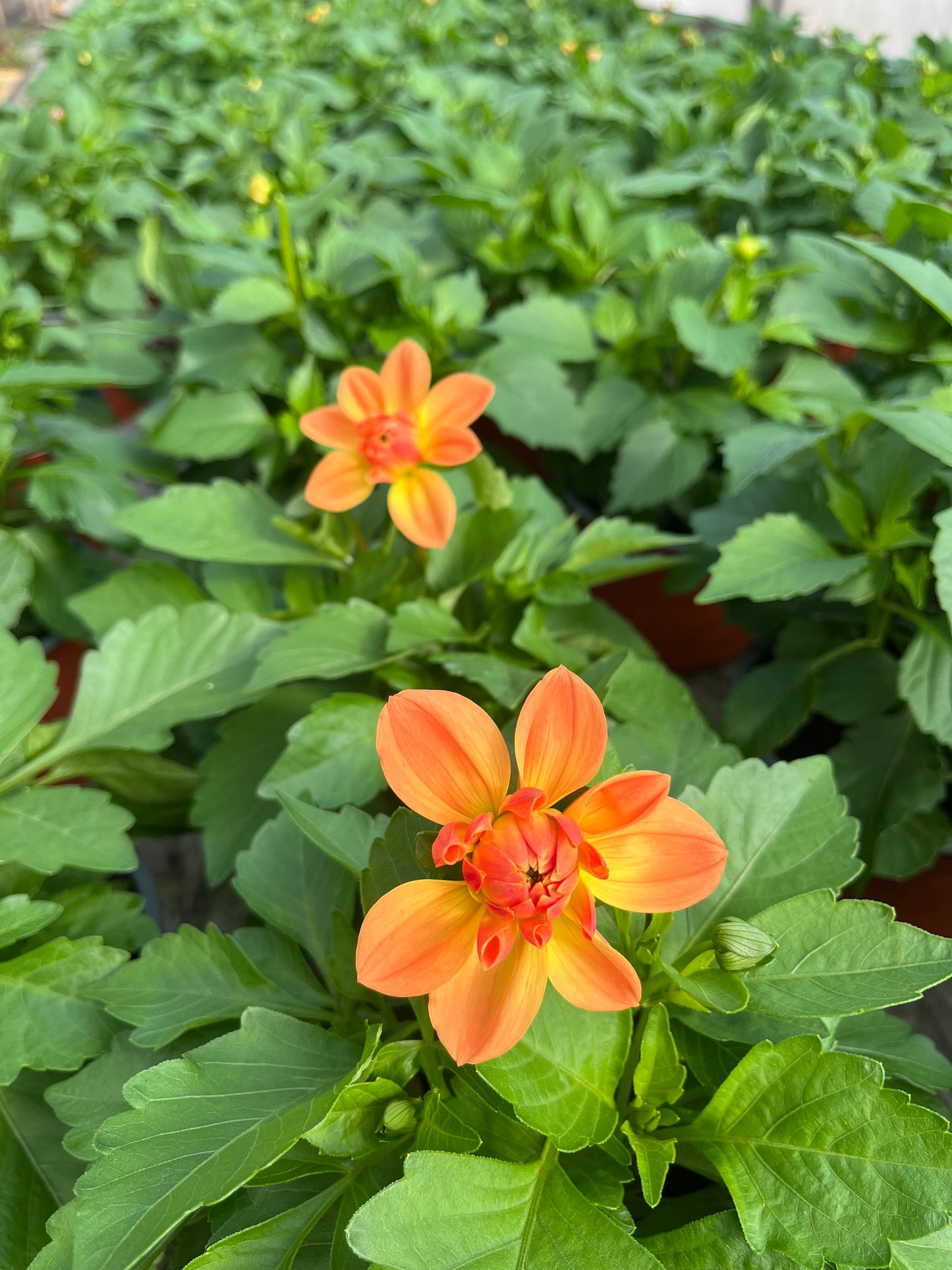 Jurginas (Dahlia Dalaya)