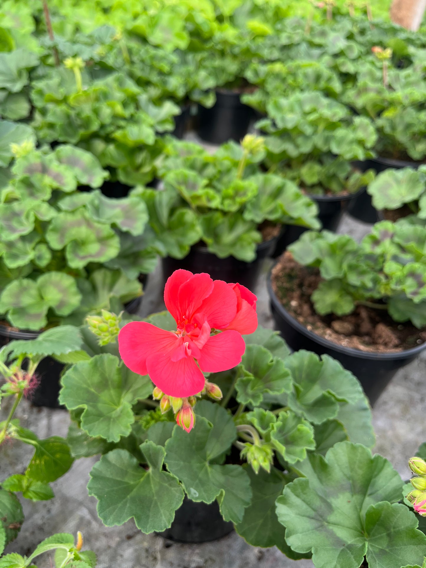 Krūminė pelargonija (Pelargonium)