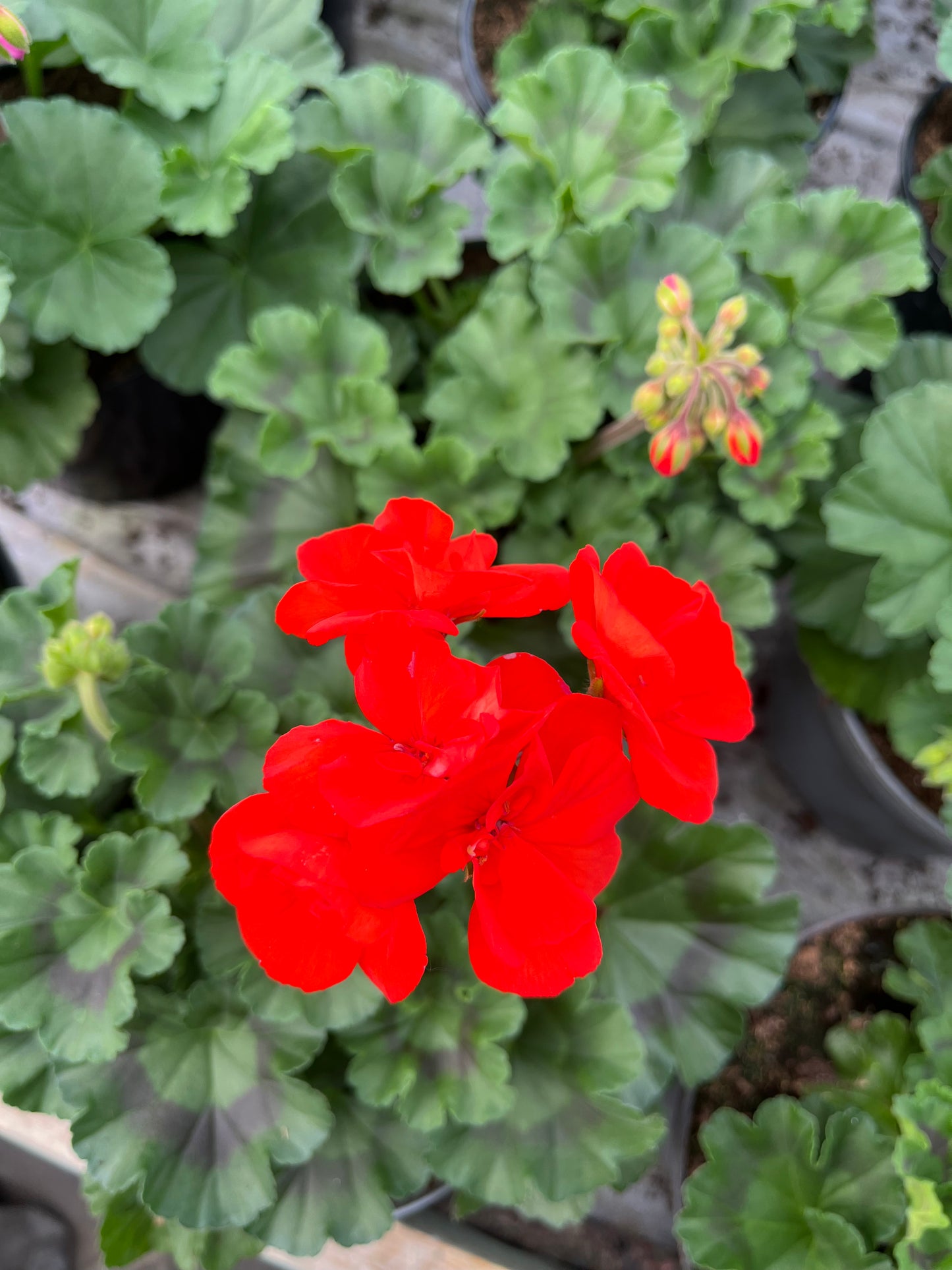 Krūminė pelargonija (Pelargonium)