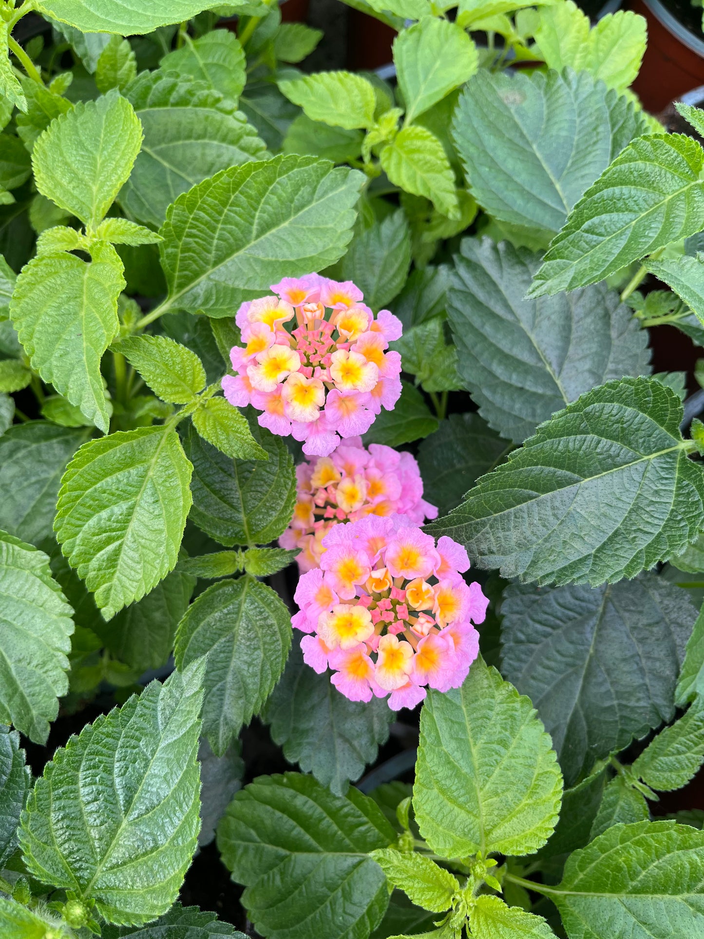 Lantana (Lantana)