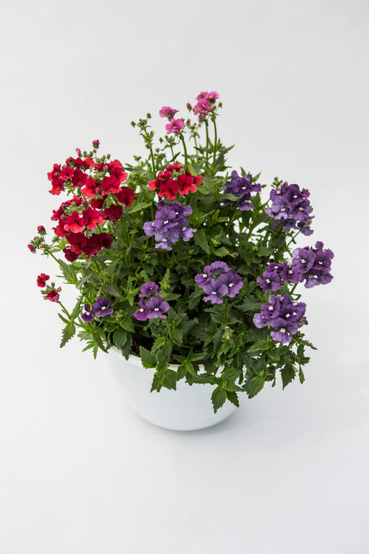 Nemezija (Nemesia)