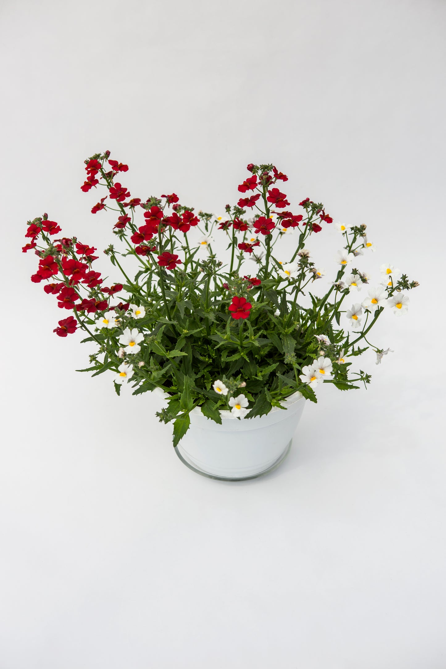 Nemezija (Nemesia)