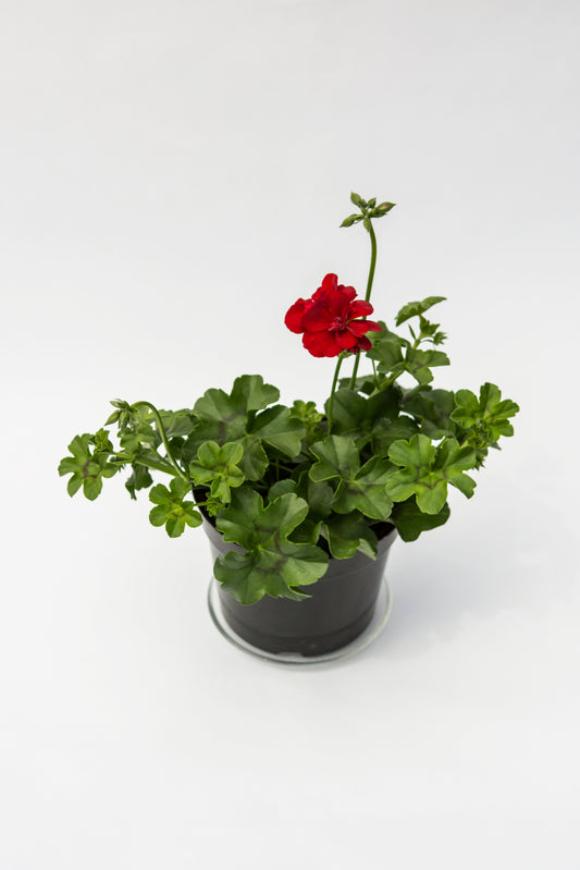 Svyranti Palergonija (Pelargonium Peltatum)