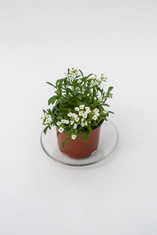 Krūminis Medutis (Lobuliaria)