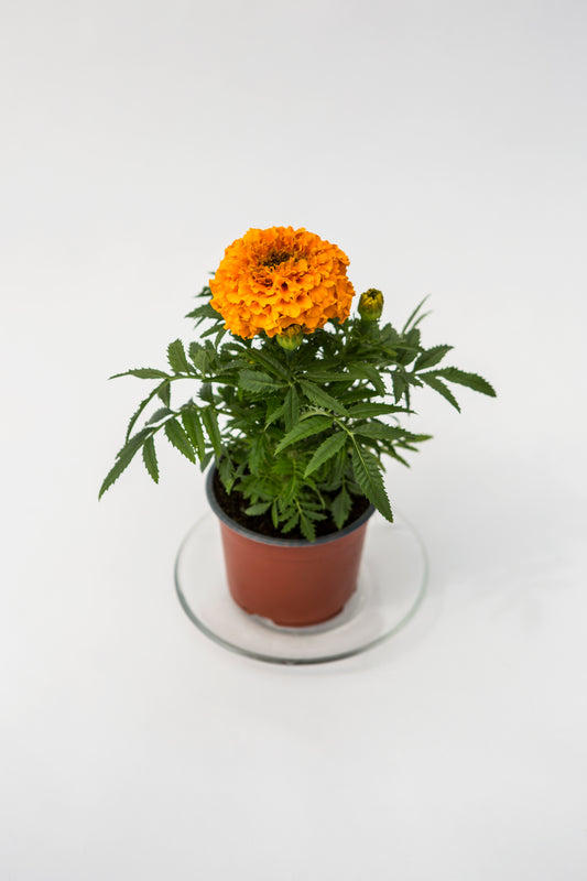 Didysis Gvazdikinis Serentis (Tagetes)