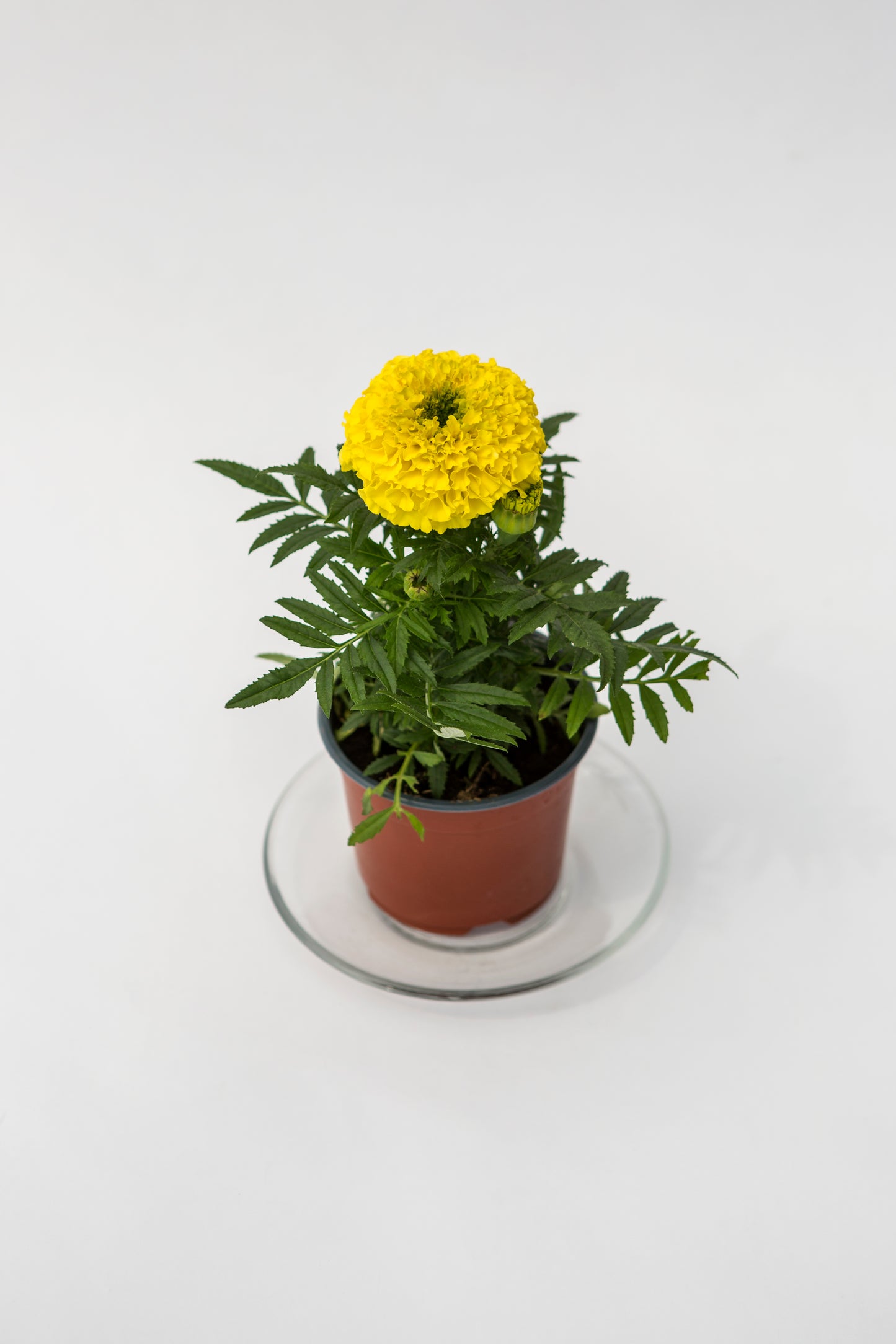 Didysis Gvazdikinis Serentis (Tagetes)