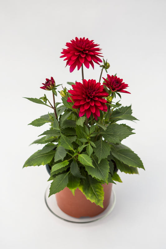 Jurginas (Dahlia Dalaya)