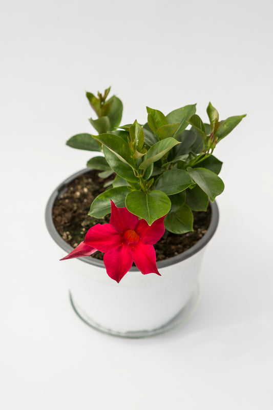 Sundavilė (Sundaville Mandevilla Classic Red)