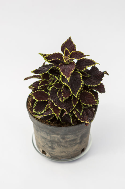 Karališkasis Margenis (Coleus)