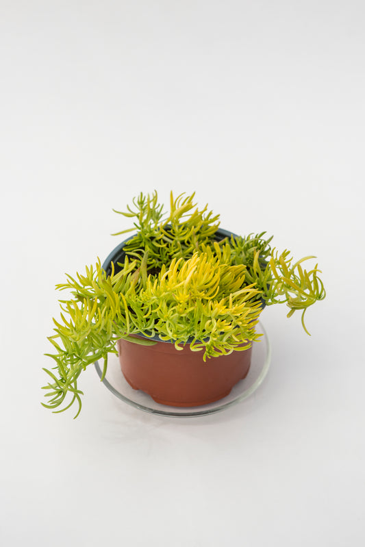 Šilokas uolinis (Sedum Lemon Ball)