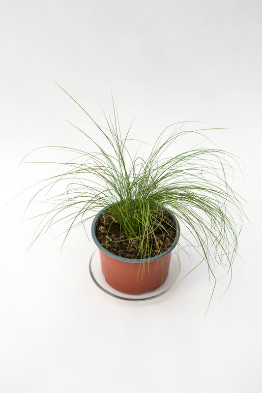 Ašuotė (Stipa)
