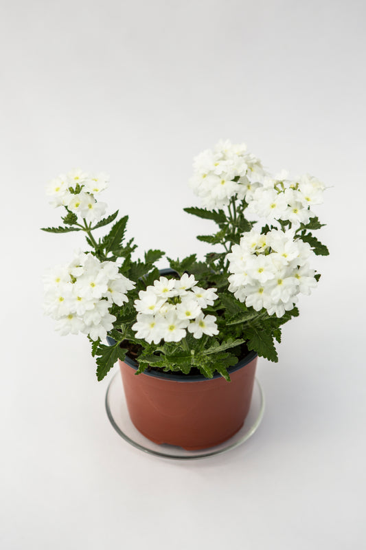Svyranti Verbena (Verbena Empress Sun)