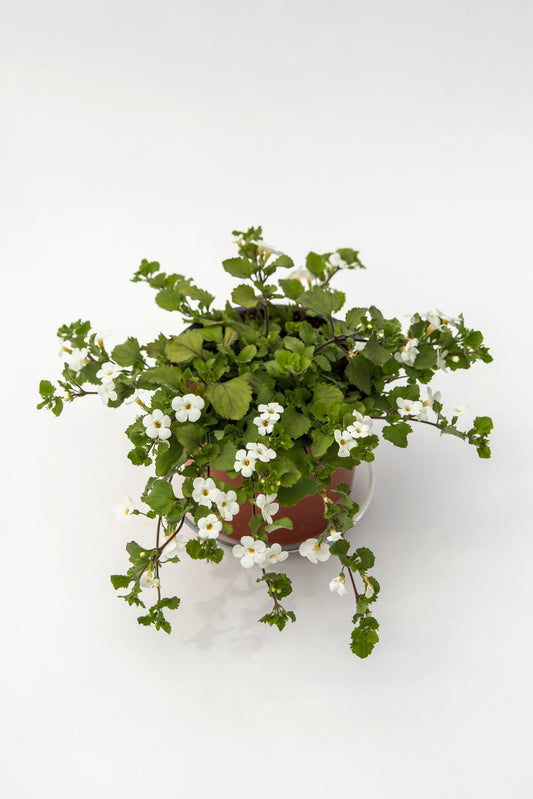 Bakopa (Bacopa)