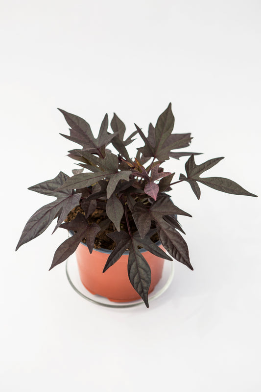Sukutis (Ipomoea)