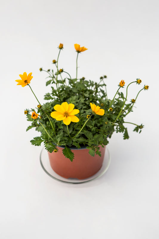 Siauralapis Lakišius (Bidens Ferulifolia)