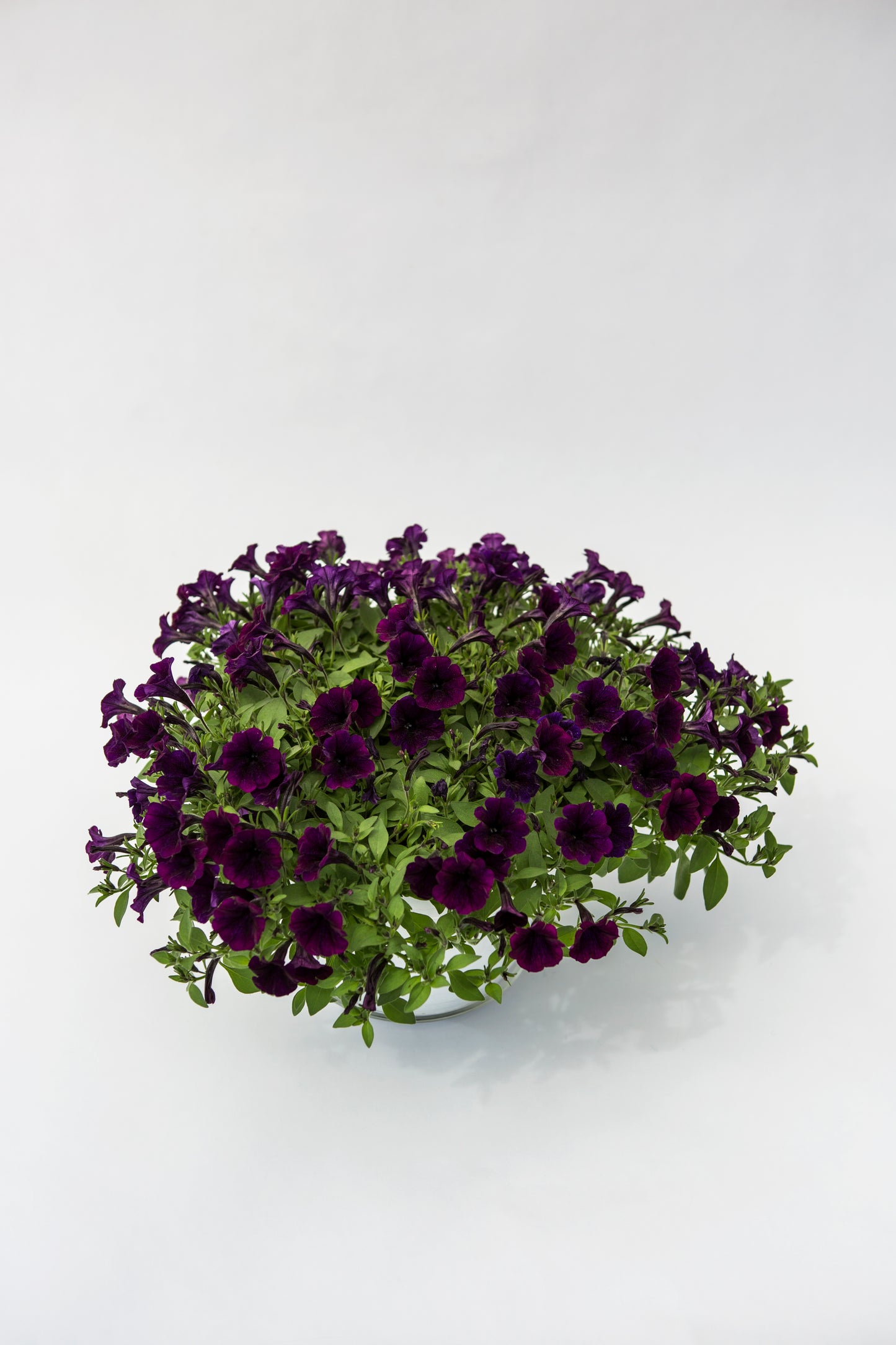 Smulkiažiedė surfinija (Petunia Littletunia)