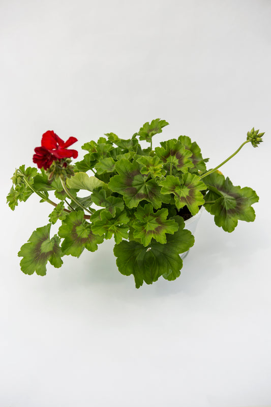 Svyranti Palergonija (Caliope)