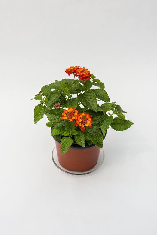Lantana (Lantana)