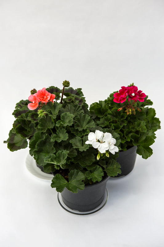 Krūminė pelargonija (Pelargonium)