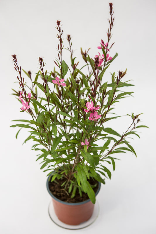 Gaura (Gaura)