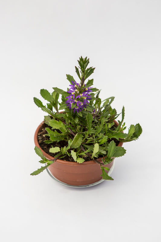 Skajavola (Scaevola Purple Haze)