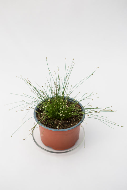 Viksvameldis (Scirpus)