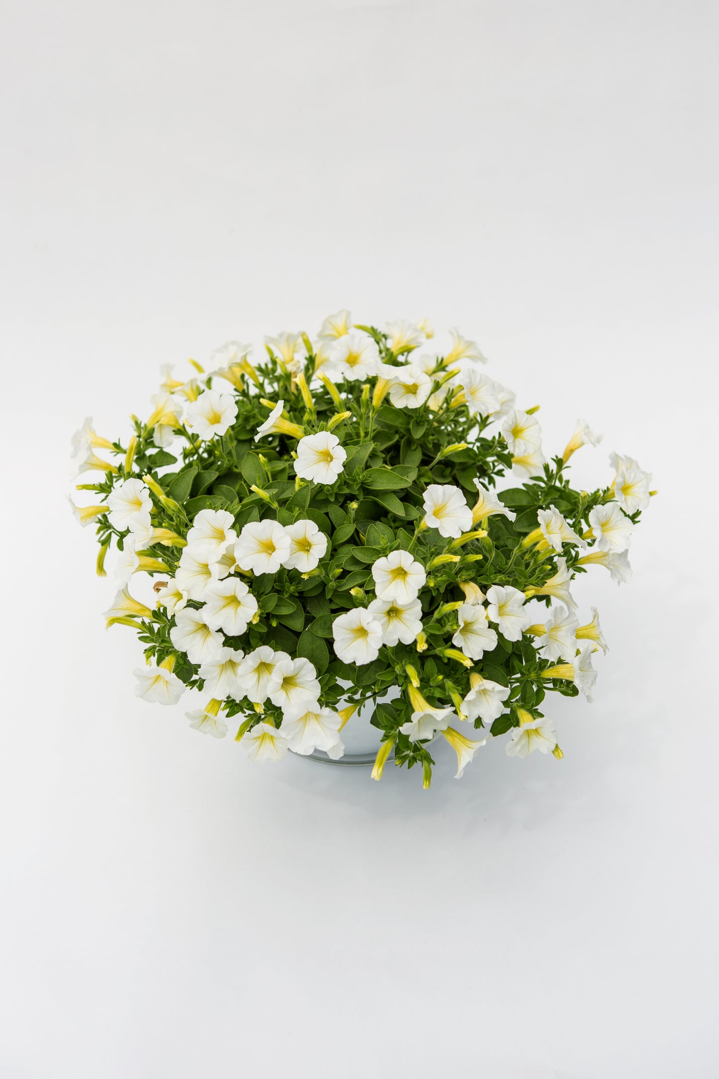 Smulkiažiedė surfinija (Petunia Littletunia)