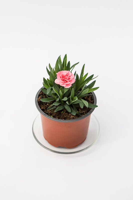 Gvazdikas (Dianthus Oscar)