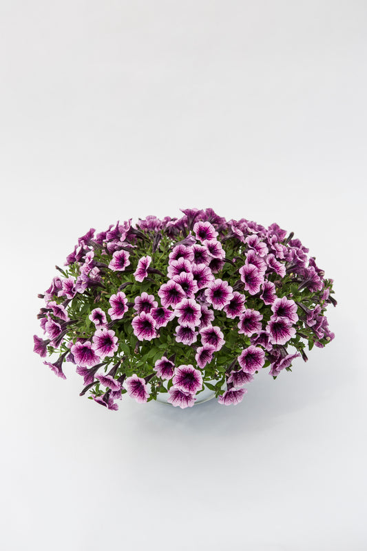 Smulkiažiedė surfinija (Petunia Littletunia)